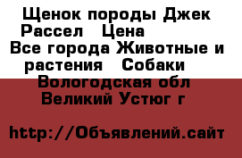 Щенок породы Джек Рассел › Цена ­ 45 000 - Все города Животные и растения » Собаки   . Вологодская обл.,Великий Устюг г.